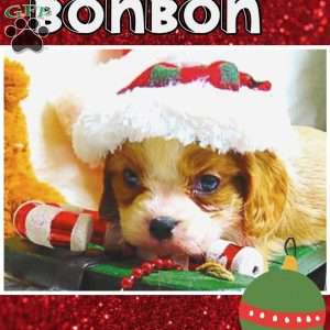 BonBon, Cavalier King Charles Spaniel Puppy